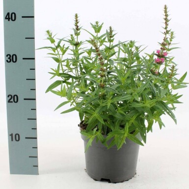Purple loosestrife Lythrum salicaria 'Robert' pot Lythrum salicaria 'Robert'