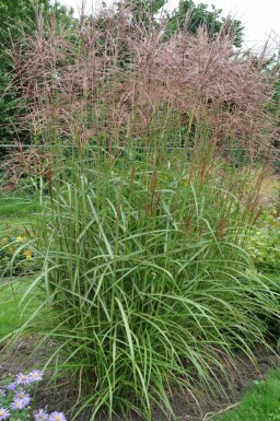 Eulalia Miscanthus sinensis 'Ferner Osten' pot Miscanthus sinensis 'Ferner Osten'
