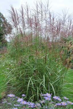 Eulalia Miscanthus sinensis 'Ferner Osten' pot Miscanthus sinensis 'Ferner Osten'
