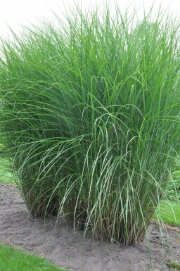 Eulalia Miscanthus sinensis 'Gracillimus' pot Miscanthus sinensis 'Gracillimus'