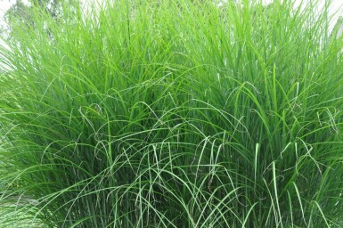 Eulalia Miscanthus sinensis 'Gracillimus' pot Miscanthus sinensis 'Gracillimus'