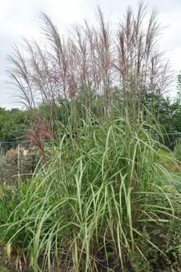 Eulalia Miscanthus sinensis 'Malepartus' pot Miscanthus sinensis 'Malepartus'