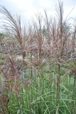 Eulalia Miscanthus sinensis 'Malepartus' pot Miscanthus sinensis 'Malepartus'