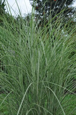 Eulalia Miscanthus sinensis 'Morning Light' pot Miscanthus sinensis 'Morning Light'