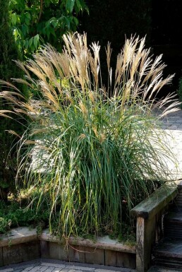 Eulalia Miscanthus sinensis 'Yakushima Dwarf' pot Miscanthus sinensis 'Yakushima Dwarf'