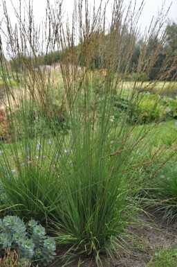 Purple moor-grass Molinia caerulea 'Heidebraut' pot Molinia caerulea 'Heidebraut'