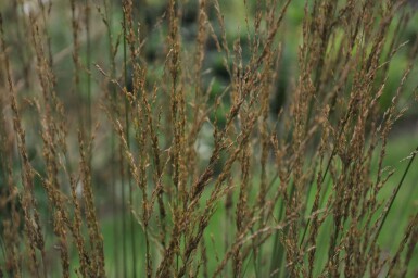 Purple moor-grass Molinia caerulea 'Heidebraut' pot Molinia caerulea 'Heidebraut'