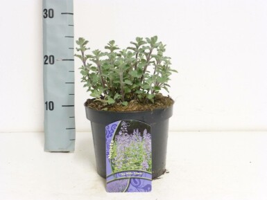 Catmint Nepeta × faassenii 'Six Hills Giant' pot Nepeta × faassenii 'Six Hills Giant'