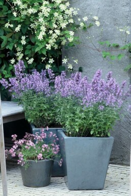 Catmint Nepeta × faassenii 'Walker's Low' pot Nepeta × faassenii 'Walker's Low'