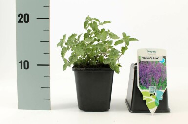 Catmint Nepeta × faassenii 'Walker's Low' pot Nepeta × faassenii 'Walker's Low'