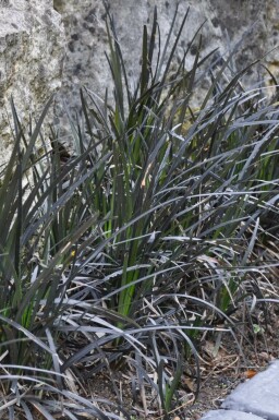 Black mondo Ophiopogon planiscapus 'Niger' pot Ophiopogon planiscapus 'Niger'