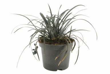 Black mondo Ophiopogon planiscapus 'Niger' pot Ophiopogon planiscapus 'Niger'