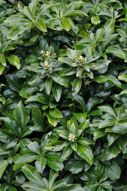 Japanese spurge Pachysandra terminalis 'Green Sheen' pot Pachysandra terminalis 'Green Sheen'