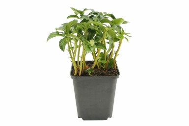 Japanese spurge Pachysandra terminalis 'Green Sheen' pot Pachysandra terminalis 'Green Sheen'