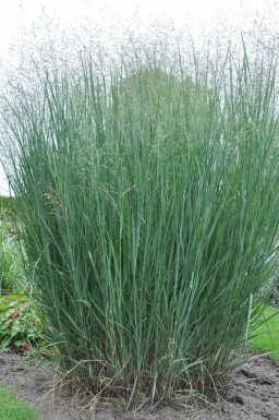 Switch grass Panicum virgatum 'Heavy Metal' pot Panicum virgatum 'Heavy Metal'