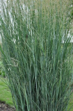 Switch grass Panicum virgatum 'Heavy Metal' pot Panicum virgatum 'Heavy Metal'