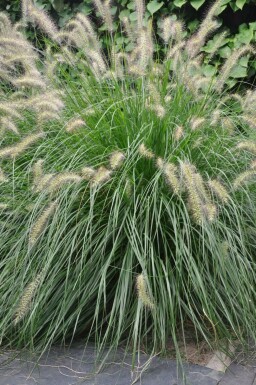 Chinese fountain grass Pennisetum alopecuroides 'Hameln' pot Pennisetum alopecuroides 'Hameln'