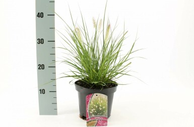 Chinese fountain grass Pennisetum alopecuroides 'Hameln' pot Pennisetum alopecuroides 'Hameln'
