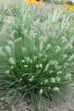 Chinese fountain grass Pennisetum alopecuroides 'Little Bunny' pot Pennisetum alopecuroides 'Little Bunny'