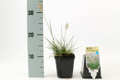 Chinese fountain grass Pennisetum alopecuroides 'Little Bunny' pot Pennisetum alopecuroides 'Little Bunny'