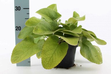 Turkish sage Phlomis russeliana pot Phlomis russeliana