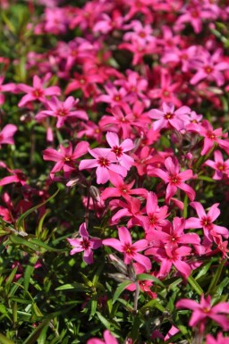 Moss phlox Phlox subulata 'Atropurpurea' pot Phlox subulata 'Atropurpurea'