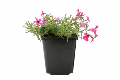 Moss phlox Phlox subulata 'Atropurpurea' pot Phlox subulata 'Atropurpurea'