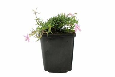 Moss phlox Phlox subulata 'Candy Stripes' pot Phlox subulata 'Candy Stripes'