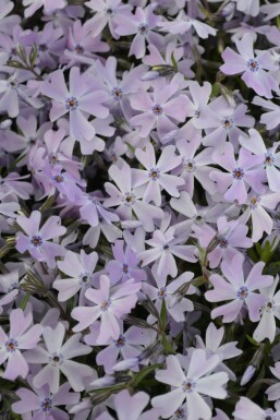 Moss phlox Phlox subulata 'Emerald Cushion Blue' pot Phlox subulata 'Emerald Cushion Blue'