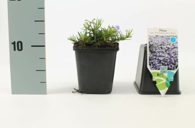 Moss phlox Phlox subulata 'Emerald Cushion Blue' pot Phlox subulata 'Emerald Cushion Blue'