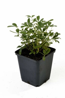 Three-tooth cinquefoil Potentilla tridentata 'Nuuk' pot Potentilla tridentata 'Nuuk'