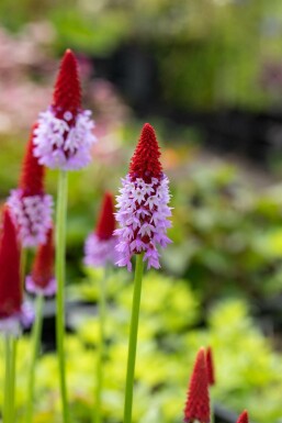 Vial's primrose Primula vialii pot Primula vialii
