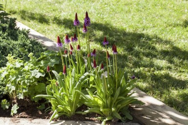 Vial's primrose Primula vialii pot Primula vialii