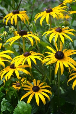 Black-eyed Susan Rudbeckia fulgida 'Goldsturm' pot Rudbeckia fulgida 'Goldsturm'