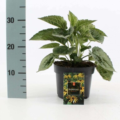 Black-eyed Susan Rudbeckia fulgida 'Goldsturm' pot Rudbeckia fulgida 'Goldsturm'