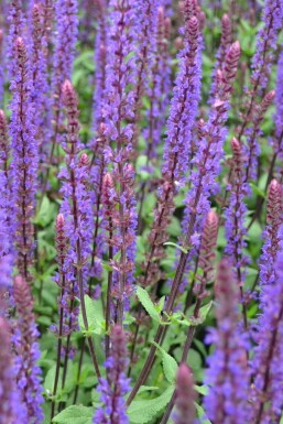 Balkan clary Salvia nemorosa 'Caradonna' pot Salvia nemorosa 'Caradonna'