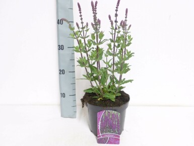 Balkan clary Salvia nemorosa 'Caradonna' pot Salvia nemorosa 'Caradonna'