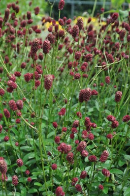 Great burnet Sanguisorba officinalis 'Tanna' 5-10 pot C2