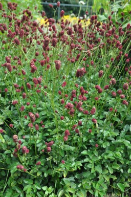 Great burnet Sanguisorba officinalis 'Tanna' 5-10 pot C2