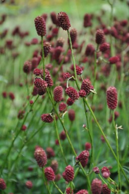 Great burnet Sanguisorba officinalis 'Tanna' 5-10 pot C2