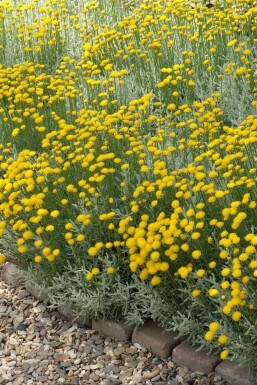 Lavender cotton Santolina chamaecyparissus pot Santolina chamaecyparissus