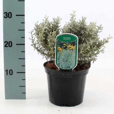 Lavender cotton Santolina chamaecyparissus pot Santolina chamaecyparissus