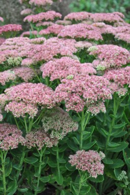 Jelly beans Sedum 'Herbstfreude' pot Sedum 'Herbstfreude'