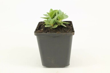 Jelly beans Sedum 'Herbstfreude' pot Sedum 'Herbstfreude'
