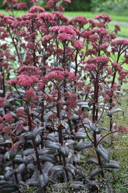 Orpine Sedum 'Purple Emperor' pot Sedum 'Purple Emperor'