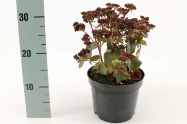 Orpine Sedum 'Purple Emperor' pot Sedum 'Purple Emperor'