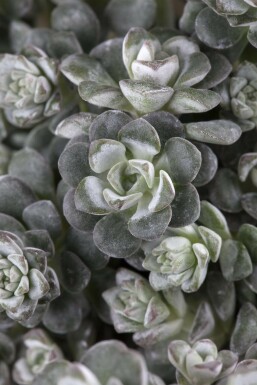 Spoon-leaved stonecrop Sedum spathulifolium 'Cape Blanco' pot Sedum spathulifolium 'Cape Blanco'