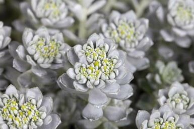 Spoon-leaved stonecrop Sedum spathulifolium 'Cape Blanco' pot Sedum spathulifolium 'Cape Blanco'