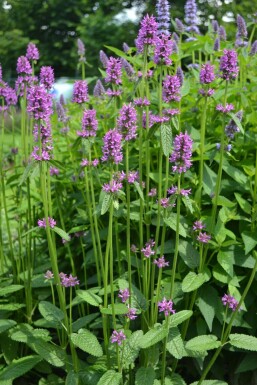 Betony Stachys monieri 'Hummelo' pot Stachys monieri 'Hummelo'