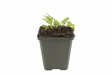 Betony Stachys monieri 'Hummelo' pot Stachys monieri 'Hummelo'